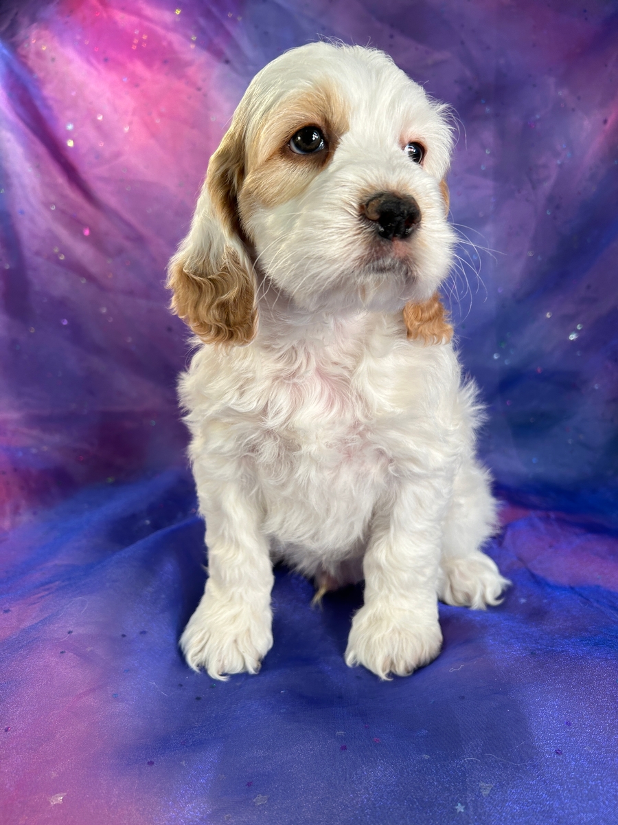 Male F1 Cockapoo Puppy for Sale DOB 10-28-2023 $1200